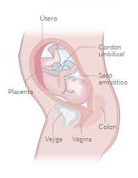 Semana 27 De Embarazo Inatal El Embarazo Semana A Semana