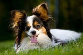 Small dog breeds with photos. Small Dog Breeds Our 15 Best Little Dogs Better Homes And Gardens