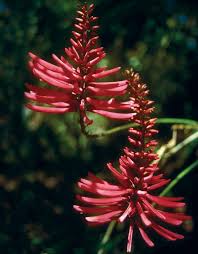 Image result for Erythrina × coddii