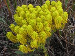Image result for Polygala capillaris