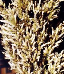 Image result for Sorghum versicolor