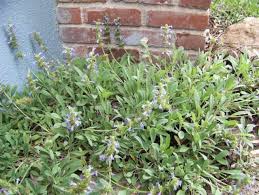 California's many native sages are all fragrant, but cleveland sage (salvia clevelandii) is in a class by itself. Native Plants Sonoma Sage Makes For Fragrant Drought Resistant Groundcover