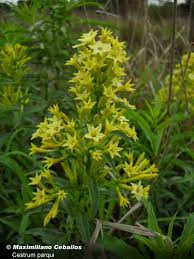 Image result for Cestrum parqui