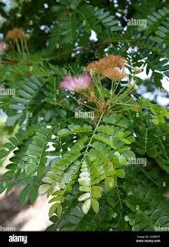 Image result for Samanea saman