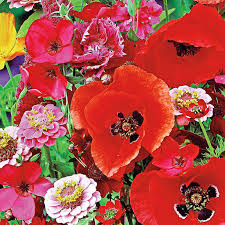 Annual flowers that attract hummingbirds and butterflies. Hummingbird And Butterfly Annual Garden Gardens Alive