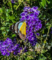 Image result for Justicia nyassana