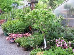 While both shrubs and the trees belong to the same genus: The 4 Different Bloom Times Of Dogwood Tree Varieties Victoria Gardens