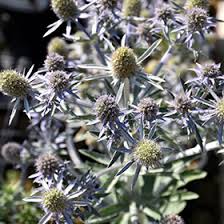 Image result for Eryngium `Blue Hobbit`