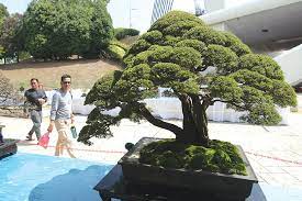 Semua jenis tanah boleh digunakan termasuk pasir malang. Pencarian Pokok Asal Bukan Mudah