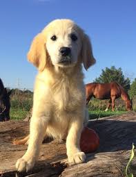 Palm beach county rescues without a physical location. Golden Retriever Puppies For Sale West Palm Beach Fl 219698