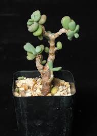 Image result for Thesium pygmaeum