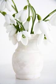 The pure white flowers are fragrant, growing in round clusters, covering the foliage every blooming season. Pin By Christa Ruthardt On Wonderful White Flowers Spring Flowers Pretty Flowers