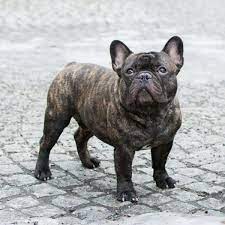 17 Things Only Frenchie Pup Parents Understand Brindle French Bulldog Bulldog Puppies French Bulldog Puppies