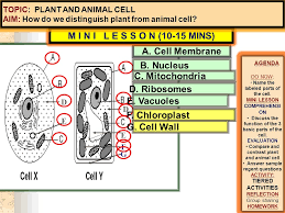 Maybe you would like to learn more about one of these? Topic Plant And Animal Cell Aim How Do We Distinguish Plant From Animal Cell Do Now 5 Mins T R Y T H I S Agenda 12 05 13 Do Now Name The Labeled Ppt Download
