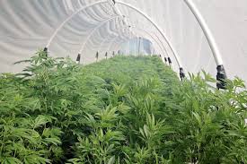 Step by step construction of a 14 x 42 foot temporary greenhouse structure using pvc piping and recycled materials investment about $300 and 14 man hours of. Diy Greenhouse Hoop Cannabis News And Culture Magazine The Emerald Media