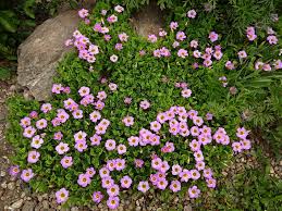 Image result for Oxalis depressa