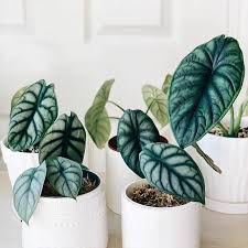 We did not find results for: Alocasia Baginda Dragon Scale For Sale Happyforest