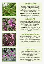 They add depth and character to any garden and not only provide lovely blooms, but also attractive berries, showy fall color and food for the birds. Leycesteria Very Tough Vigorous Shrub With Bright New Zealand Tea Tree Hd Png Download Kindpng