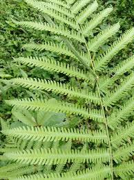 Image result for Amblovenatum opulentum