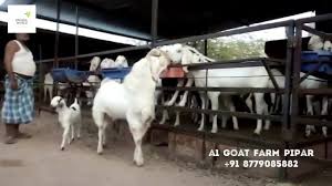 Commercial sojat goat farming business | modern farming methods. Big Sojat Male Full White Available For Sale Contact A1 Goat Farm 8779085882 Youtube