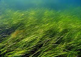 seagrass and seagrass beds smithsonian ocean