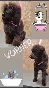 Jane Kanzler Hundesalon Haarmonie