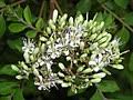 Li na herbs daun kari. Pokok Kari Wikipedia Bahasa Melayu Ensiklopedia Bebas