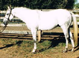 Canadian Pony Club Education