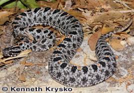 Also known as the ground rattler, the snake is grey in color with black blotches all over its body, including the underside. Snakes Of South Carolina And Georgia Flashcards Quizlet