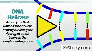 In this dna worksheet, learners read information about dna and messenger rna. How Helicase Unwinds The Dna Double Helix In Preparation For Replication Video Lesson Transcript Study Com