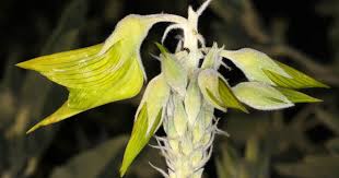 Image result for Crotalaria quarrei