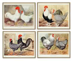Black rooster rooster art rooster decor framed prints art prints roosters farmhouse chic decorative items original art. Chicken Rooster Print Bird Wall Art Decor Large Scale Farm House Decor Horizontal Print Set Of 4 Https Rooster Wall Art Bird Wall Art Antique Bird Illustration