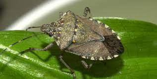 These pests cause extensive wounds, weakening and killing trees. Cornell Cooperative Extension Tree Fruit Insect Pests