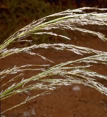 Image result for Eragrostis porosa