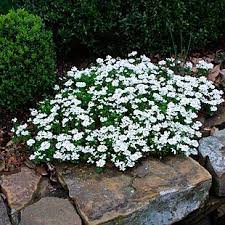 Evergreen Candytuft Finegardening Plants Moon Garden White Gardens
