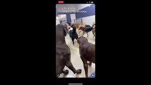 Maybe you would like to learn more about one of these? Billings Animal Control Investigating Apparent Abuse At Dog Daycare Facility