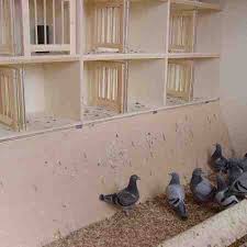 inside pigeon nest pigeon nest homing pigeons pigeon