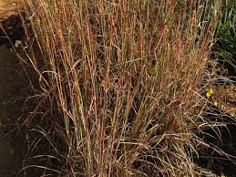 Image result for Andropogon eucomus