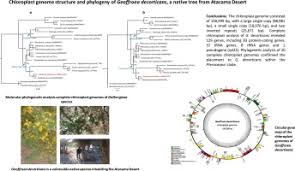 Image result for Kotschya aeschynomenoides