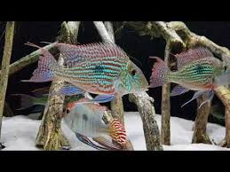Cuenta oficial de río negro city f.c. Erdfresser Aquarium Geophagus Youtube