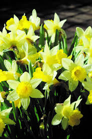 Le margherite sono composte da petali bianchi e da un centro giallo. Narciso O Giunchiglia Fiori Piantare Giardinaggio