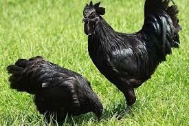 Search the world's information, including webpages, images, videos and more. Mengenal Asal Usul Ayam Cemani Halaman All Kompas Com