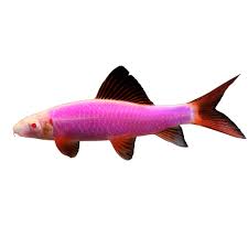 When to add more food to a glofish? Glofish Galactic Purple Shark Fish Goldfish Betta More Petsmart