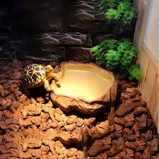 They should be bathed in a shallow dish of fresh warm water at least once a week. Russian Tortoise Water Bowl Off 79 Www Usushimd Com