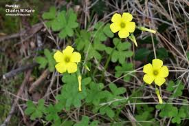 Image result for Oxalis pes-caprae