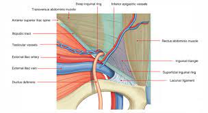 Video explains about boundaries and importance of hesselbach triangle. Easy Notes On Inguinal Hesselbach S Triangle Learn In Just 3 Mins Earth S Lab