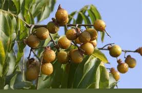 Image result for Eriosema nutans