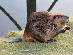 About eight feet long and 200 pounds. Beaver Control Beaver Tree Damage And Repelling Beavers