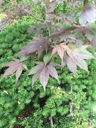 Planting Next To Japanese Maple What Are Good Companions For Japanese Maples Japanese Maple Tree Hill Garden Ideas Japanese Maple Tree Dwarf