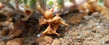 Image result for Kyllinga robinsoniana